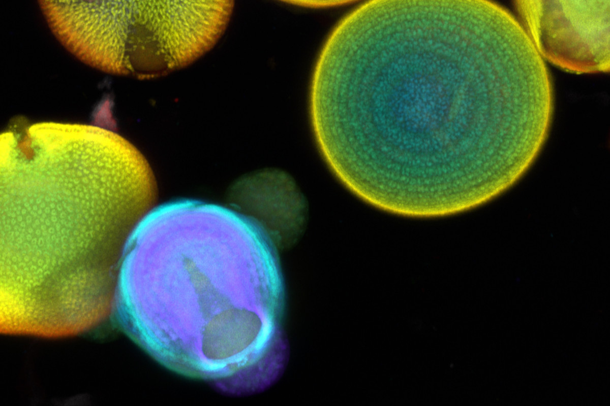 Close-up images of pollen 