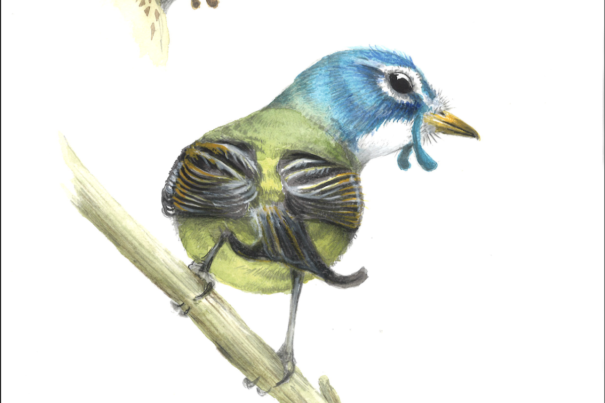 Colourful illustrations of a bird