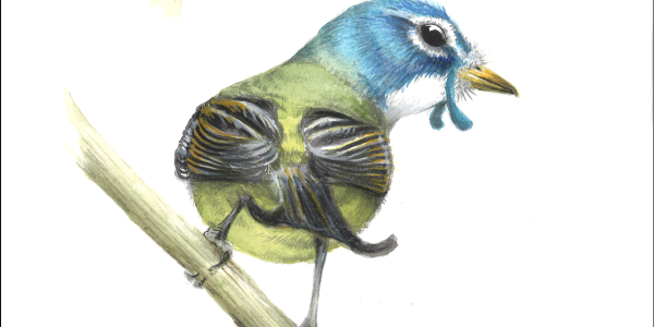 Colourful illustrations of a bird